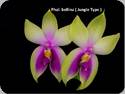 Phal. bellina var. murtoniana